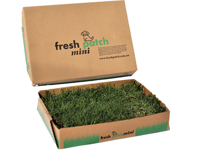 Fresh Patch Mini: The All-Natural Dog Toilet for Apartments
