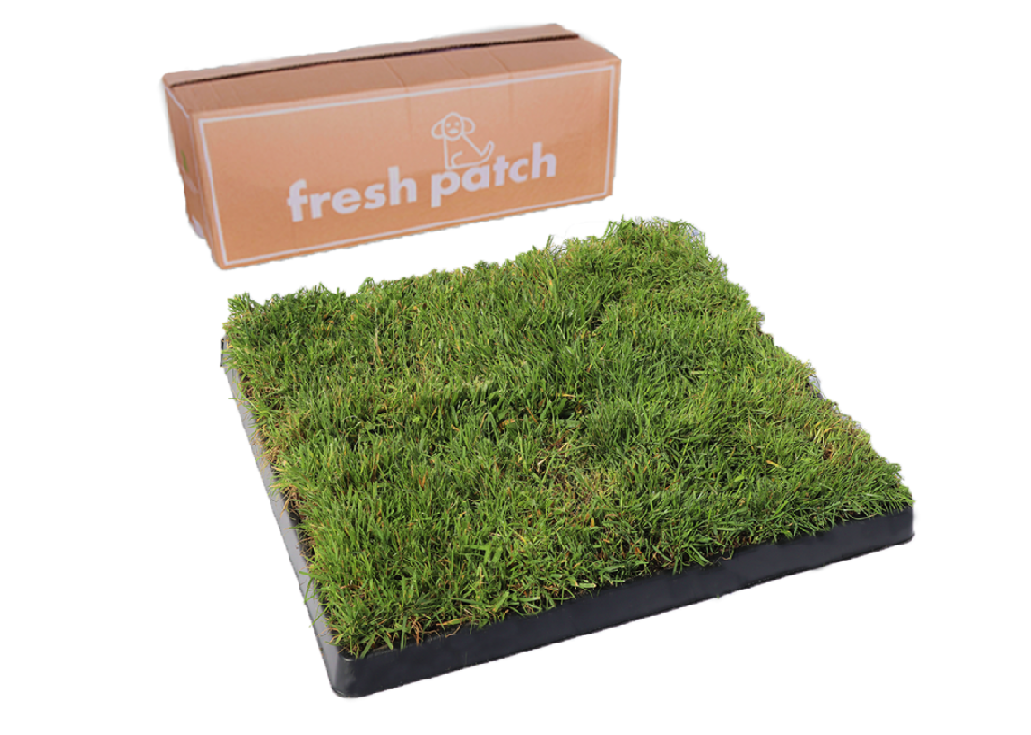 Medium Fresh Patch Real Grass Dog Potty